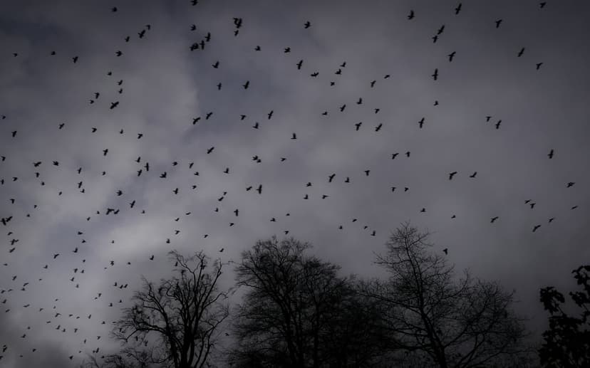 Flock of black birds soaring through a dark, turbulent sky with bare winter tree branches in the foreground.