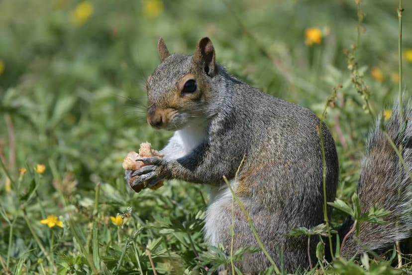 Gray squirrel holding a nut while sitting in green grass with small yellow flowers and a soft bokeh background.