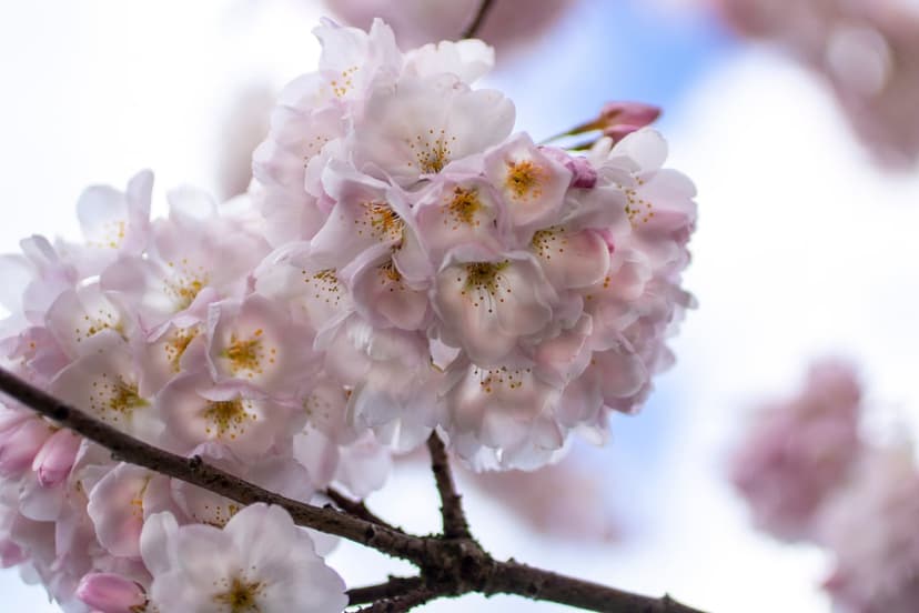 Pink cherry blossoms with visible stamens grow on a dark branch against a bright, out-of-focus sky backdrop.