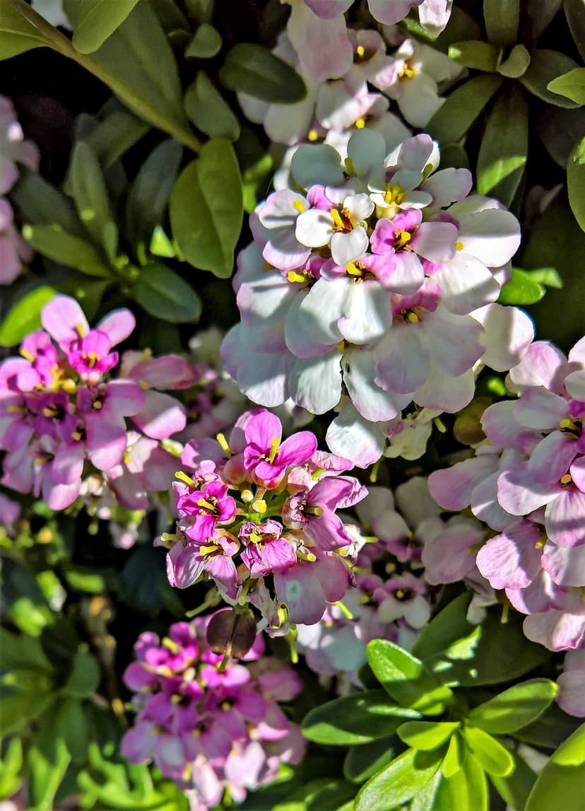 Pink and white Candytuft flowers with yellow centers bloom among green leaves in a sharp close-up vertical shot.