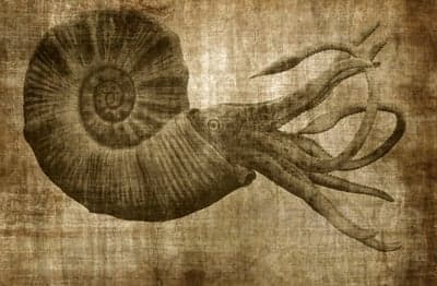 Sepia-toned ammonite fossil with tentacles on parchment