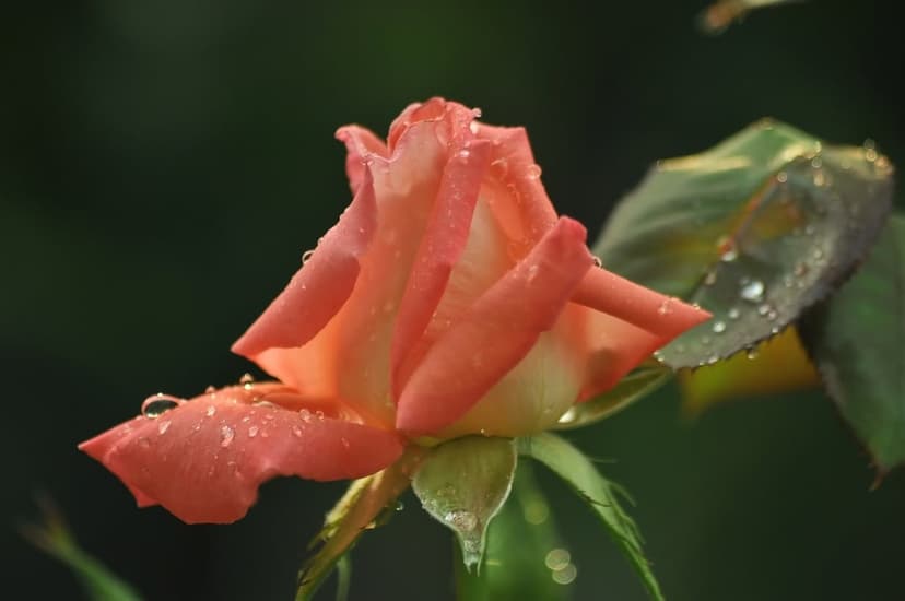 Pink rose bud covered in sparkling dew drops against a dark green blurred background in a vertical macro shot.