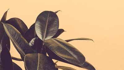 Dark Rubber Plant Leaves on Soft Yellow Background