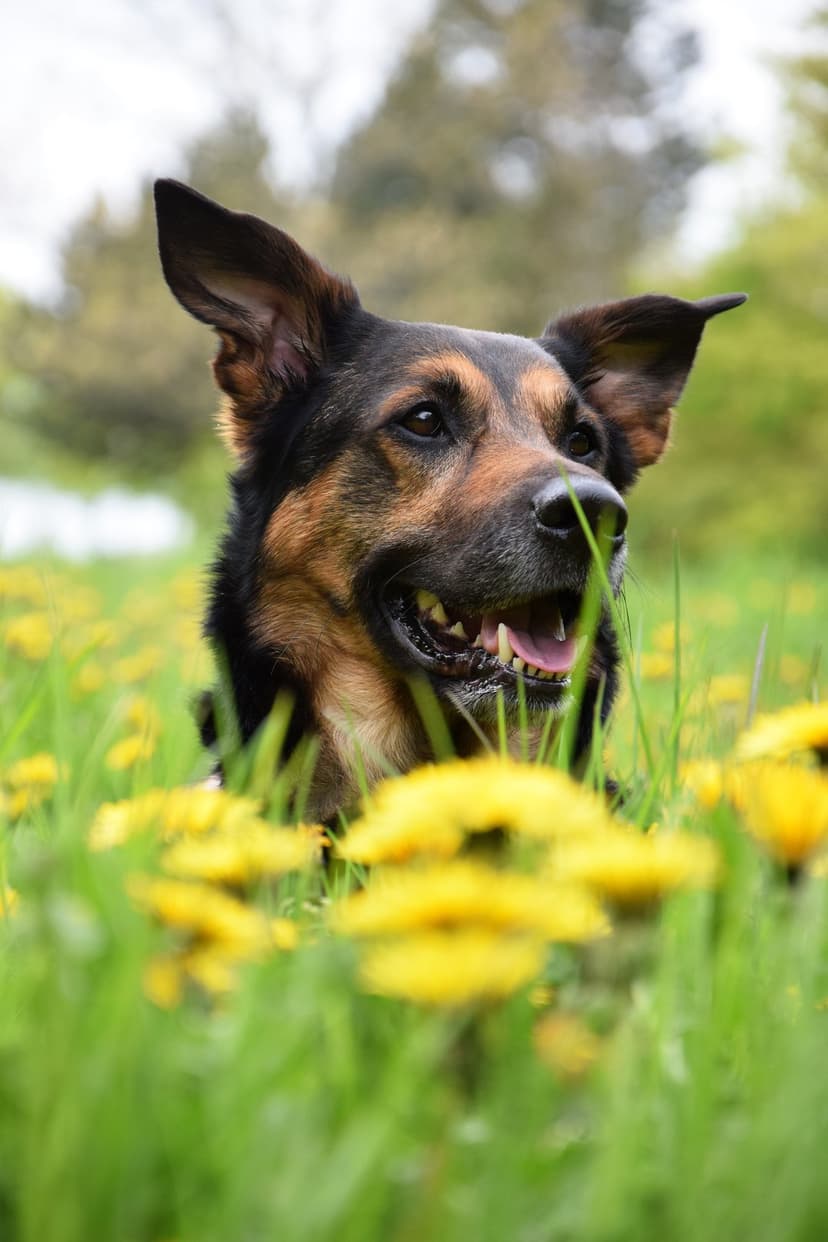 German Shepherd dog smiling in a field of yellow dandelions and green grass with a soft focus blurred background.