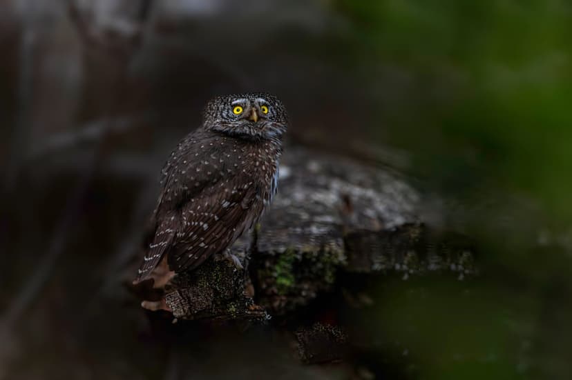 Tiny spotted owl with vivid yellow eyes perches on a weathered branch against a dark, blurred forest background.