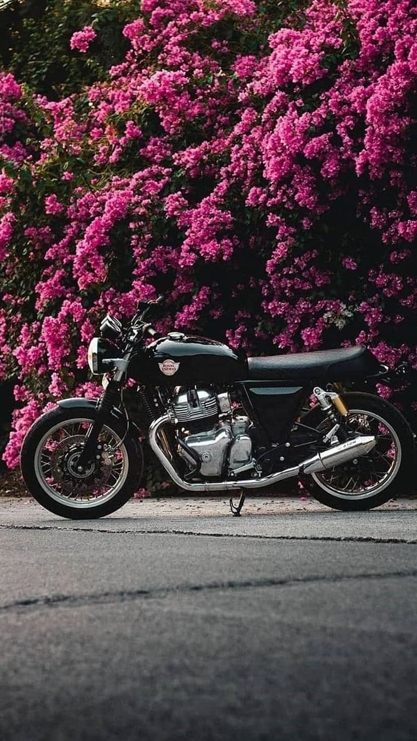 Black motorcycle with chrome details parked on a road in front of a dense bush of bright pink bougainvillea.