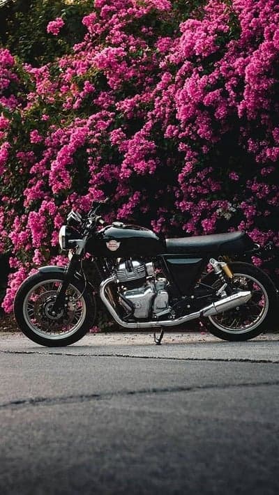 Black motorcycle parked against vibrant pink bougainvillea flowers