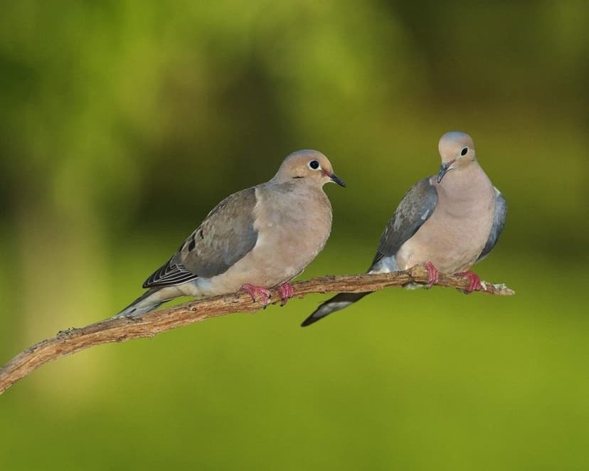 Two Mourning Doves with soft gray feathers huddle on a wooden branch against a blurred green forest backdrop.