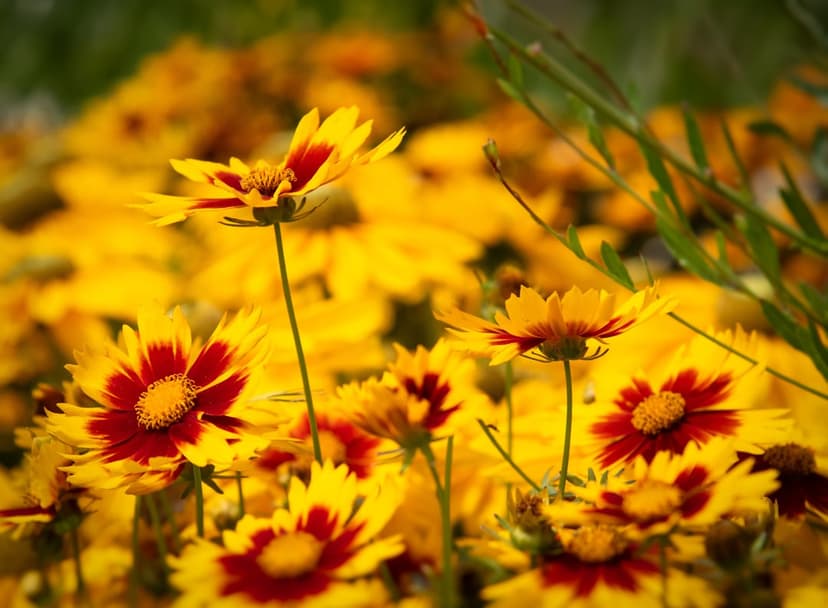 Gaillardia flowers with red centers and yellow tips grow in a dense sunlit field with a blurred green background.