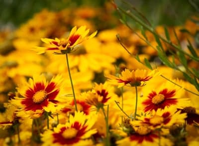 Vibrant Field of Yellow and Red Gaillardia Flowers