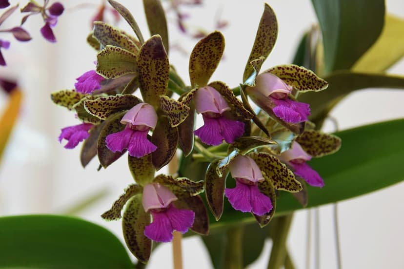Cattleya orchids featuring green speckled petals and bright fuchsia lips against a soft blurred green background.