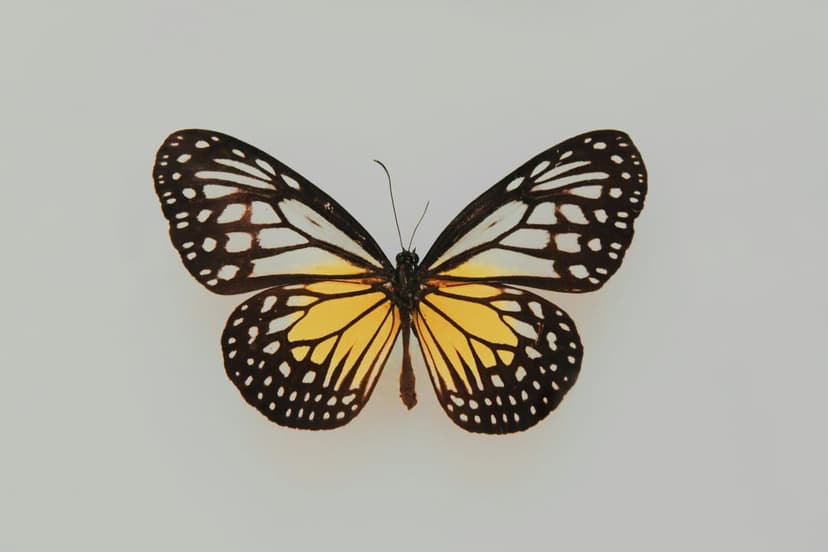 Yellow monarch butterfly with black veining and white spots rests centered on a solid white background.