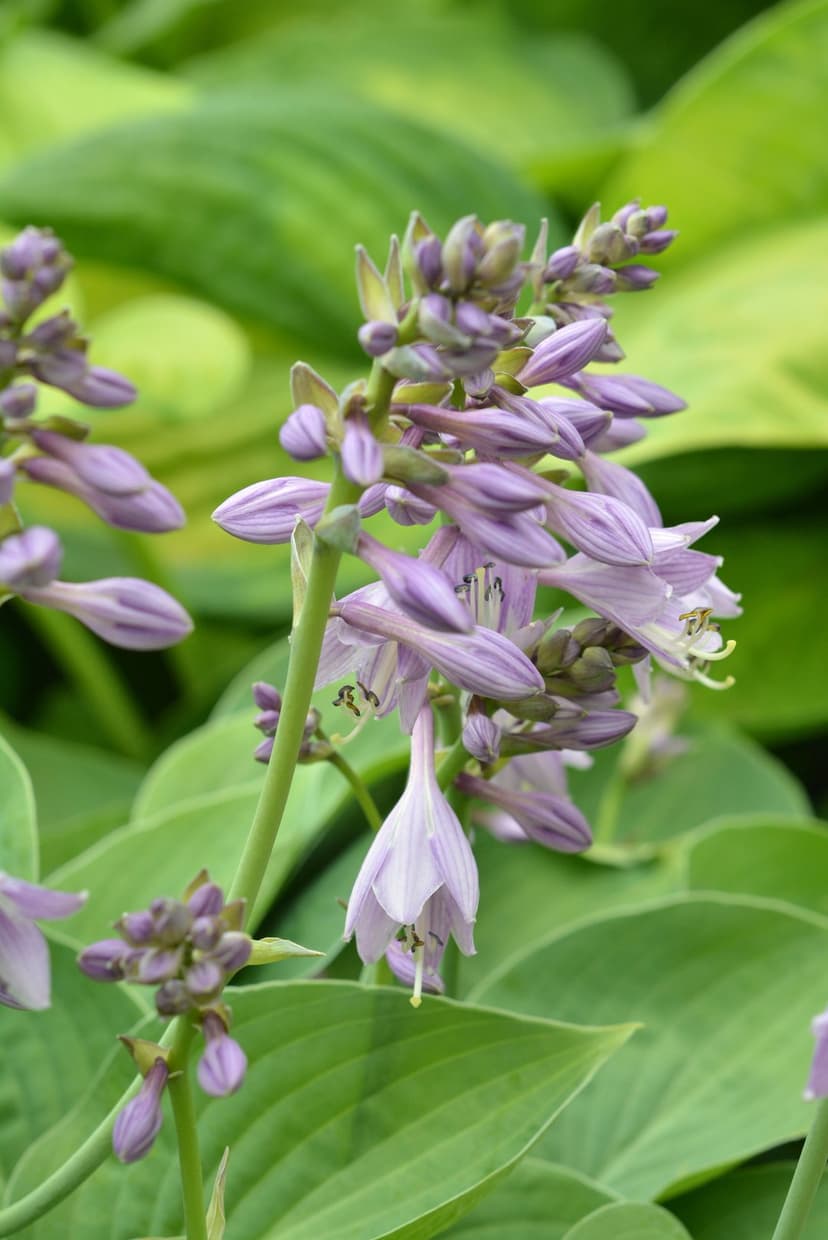 Lilac hosta flowers and emerging buds hang delicately against a backdrop of broad green perennial garden leaves.