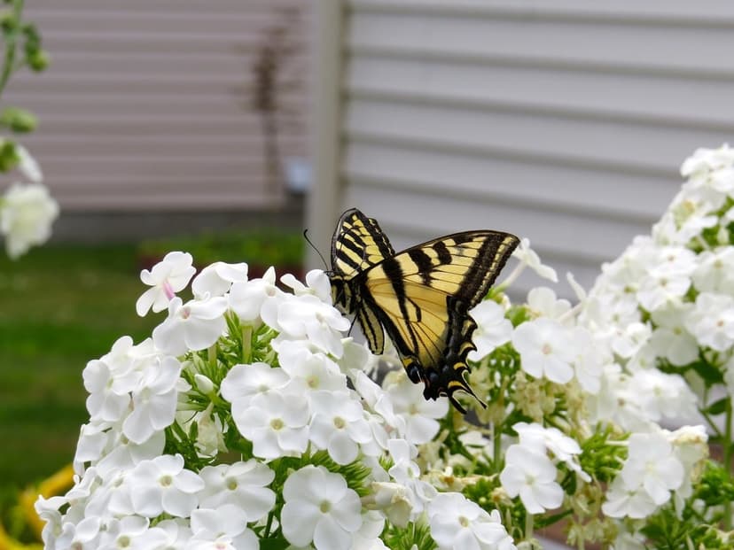 Tiger Swallowtail butterfly with yellow and black wings resting on a cluster of white phlox flowers in a garden.