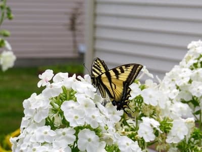 Yellow Swallowtail Butterfly on White Phlox Phone Backdrop