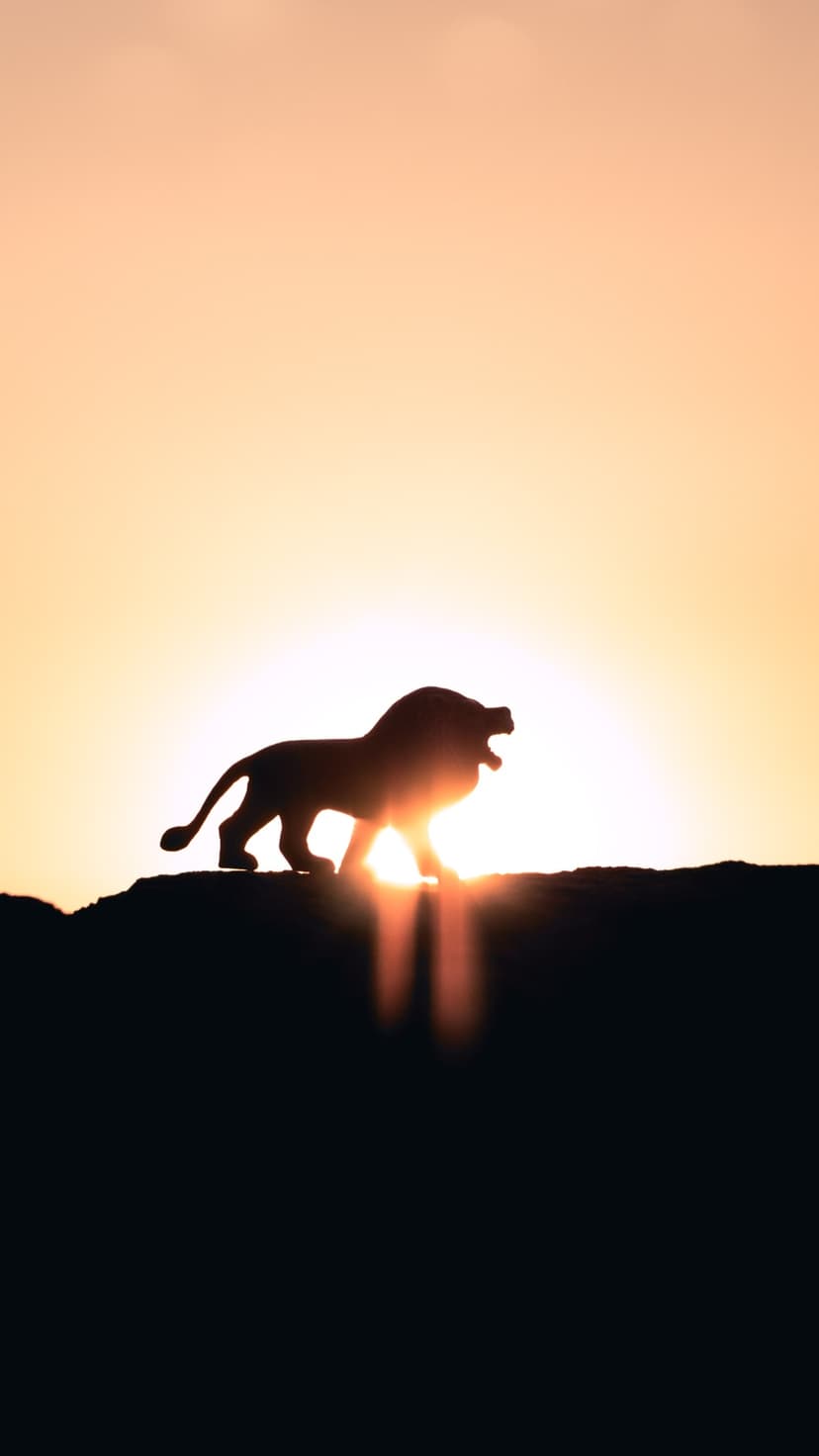 Lion silhouette stands on a horizon line against a massive glowing sun during a golden African sunset.