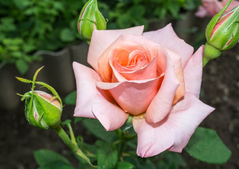 Peach and pink rose blossom with tiny dew drops on petals and unopened green flower buds in a soft garden light.