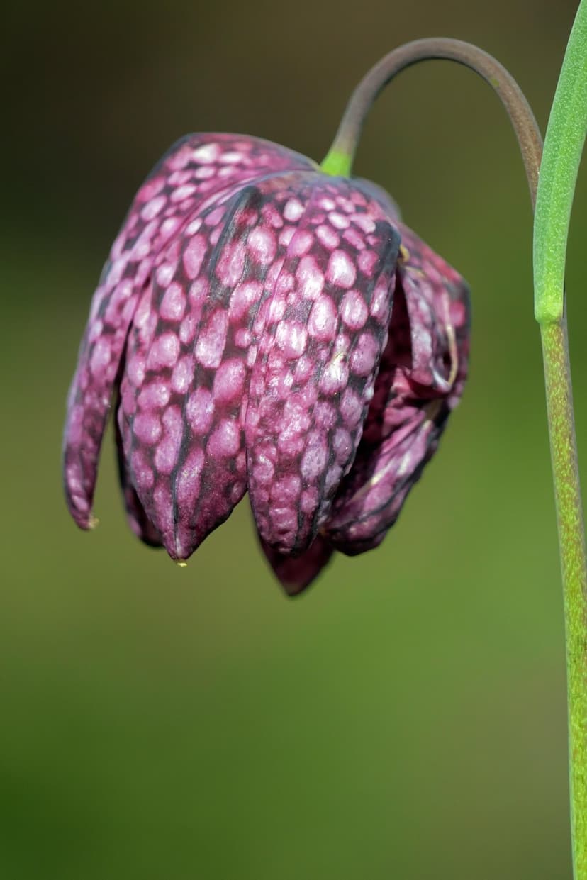 Snake’s head fritillary flower with a purple checkered pattern and a small dew drop against a green background.