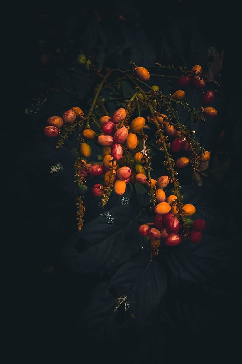Red and orange oval berries cluster on a slender vine against a dark, moody and out-of-focus background.