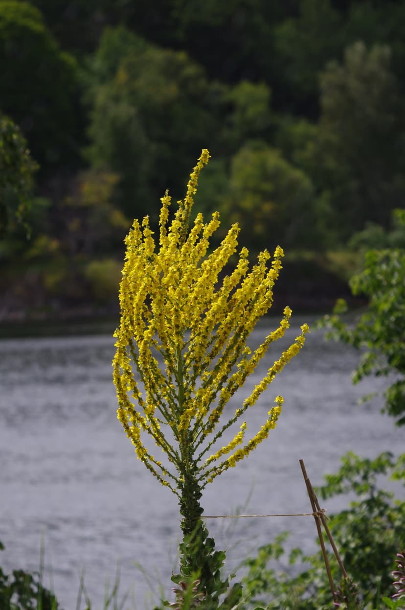 Tall yellow wildflowers grow on a riverbank with a lush green forest and flowing water under bright sunlight.