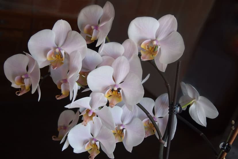 White Phalaenopsis orchid blossoms with pink centers emerge from a dark, out-of-focus background.