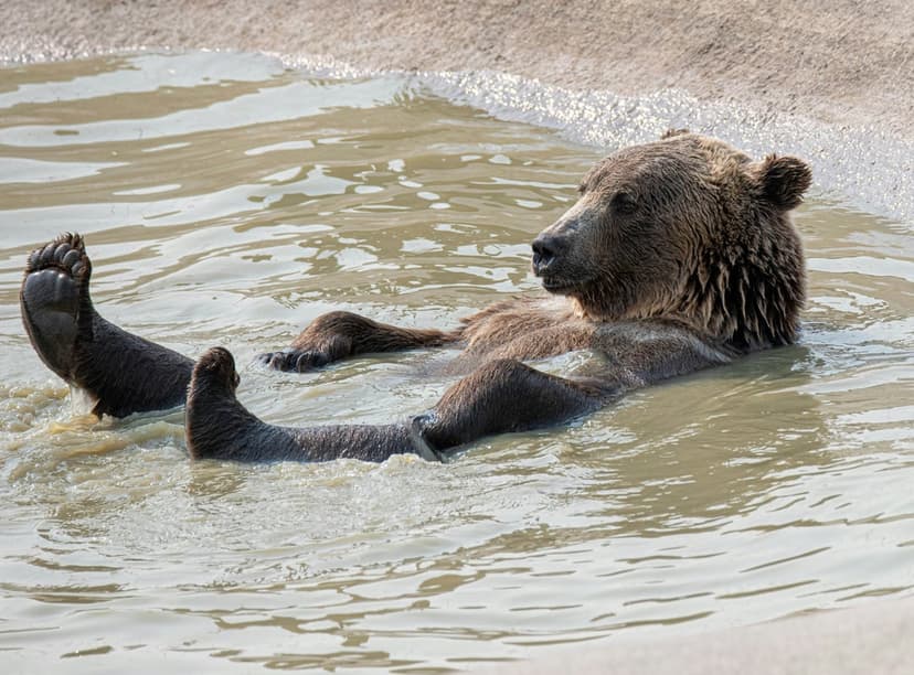 Brown grizzly bear floating on its back in shallow water with paws raised and a serene facial expression.