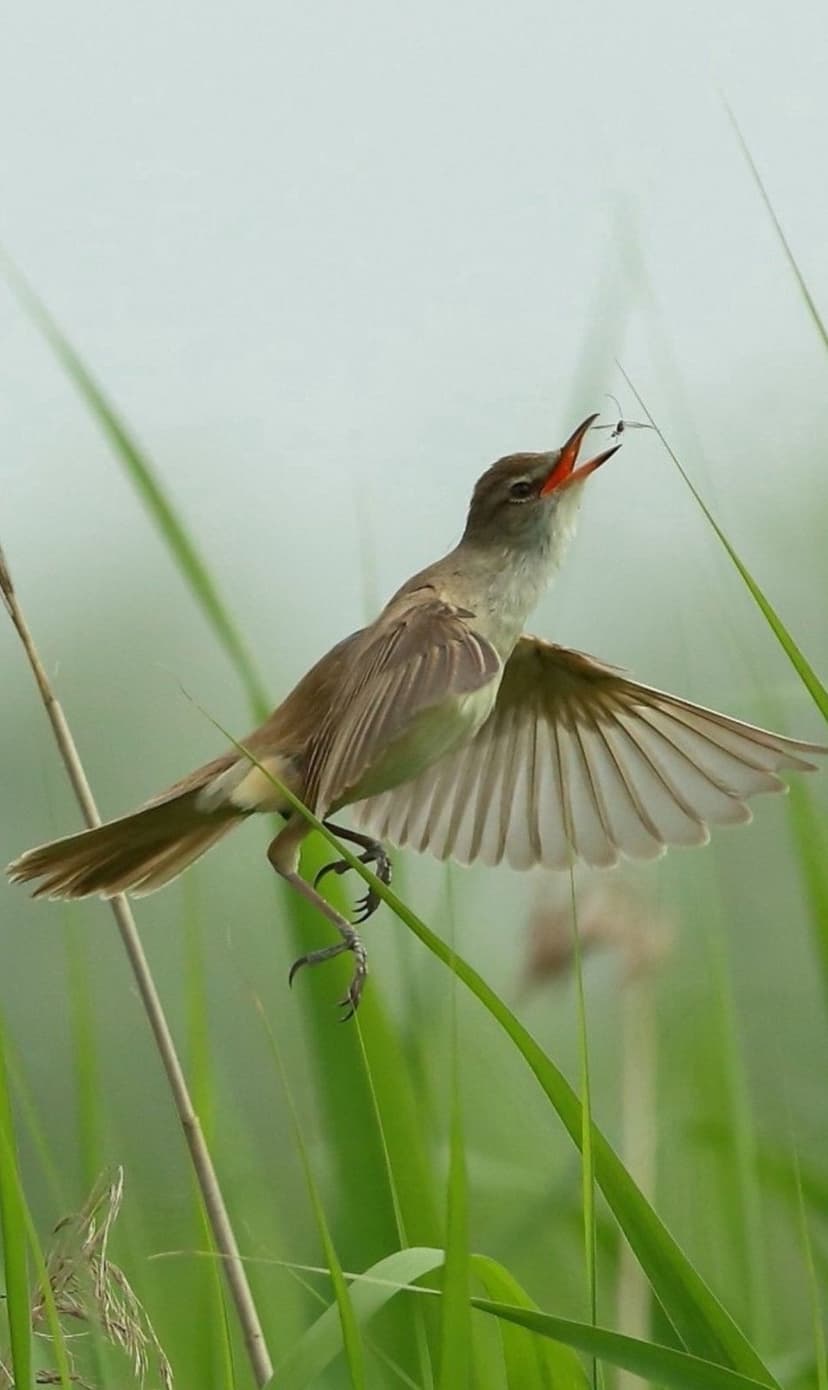 Tan songbird with an orange open beak and insect prey perches on a green reed against a hazy marsh background.