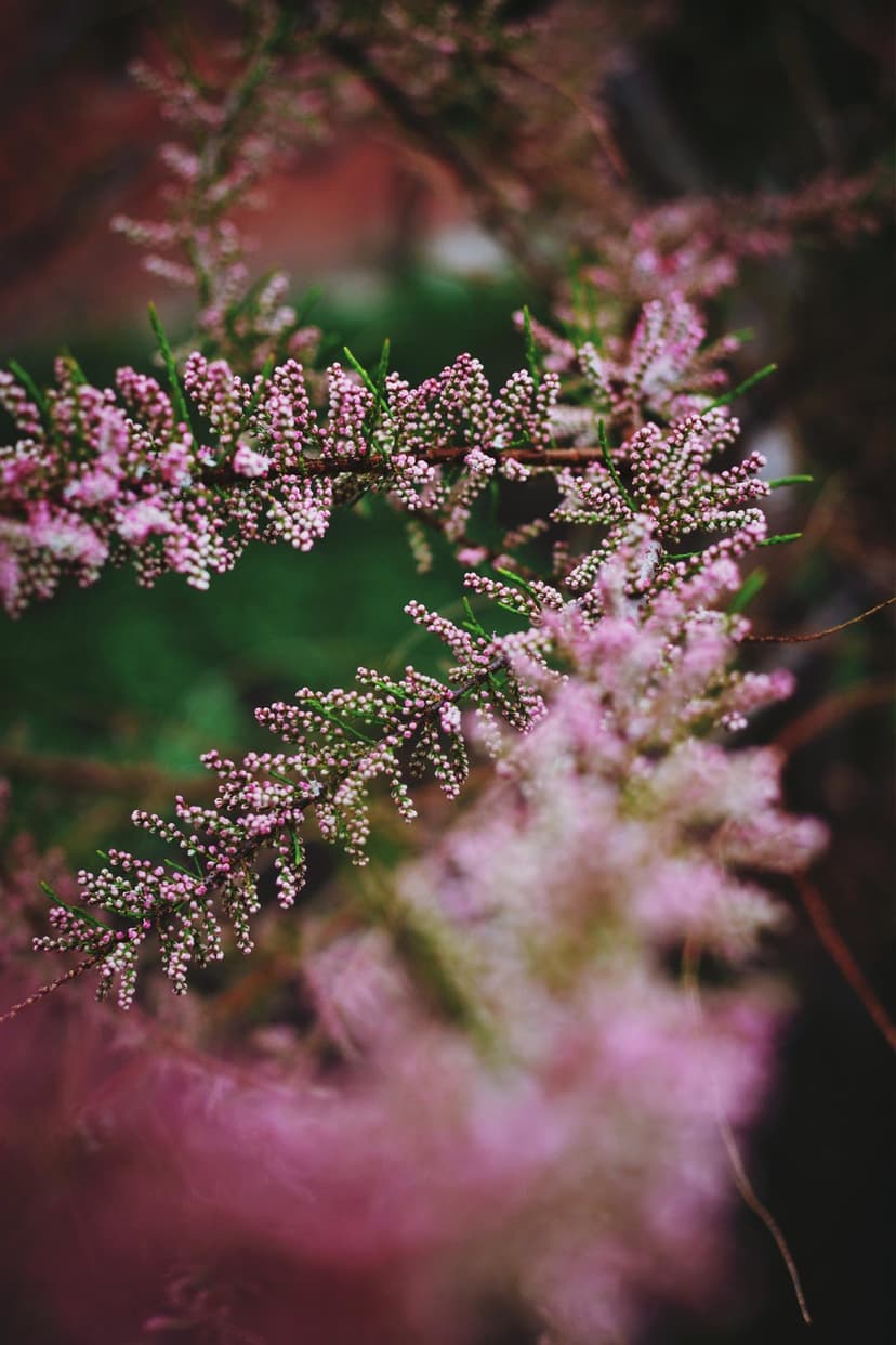 Pink tamarix flower clusters on a green branch with a soft-focus bokeh background and dreamy pastel lighting.