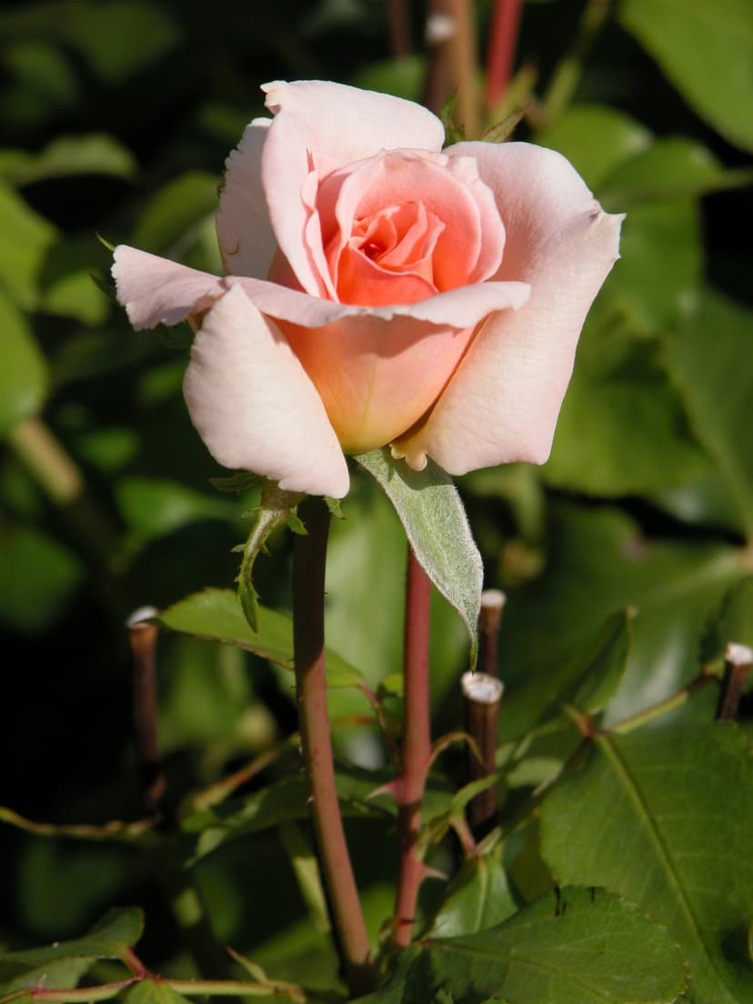 Pink rose bloom with a coral center and velvety petals against green leaves in a bright, sunlit garden.
