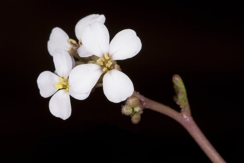 White four-petal flowers with yellow centers bloom on a reddish stem against a dark black background in macro.