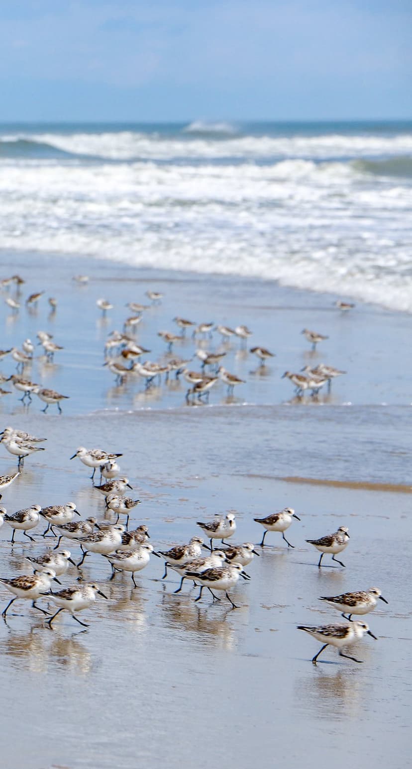 Small sanderlings forage in the shallow white foam of ocean waves washing over a sunlit sandy beach shoreline.