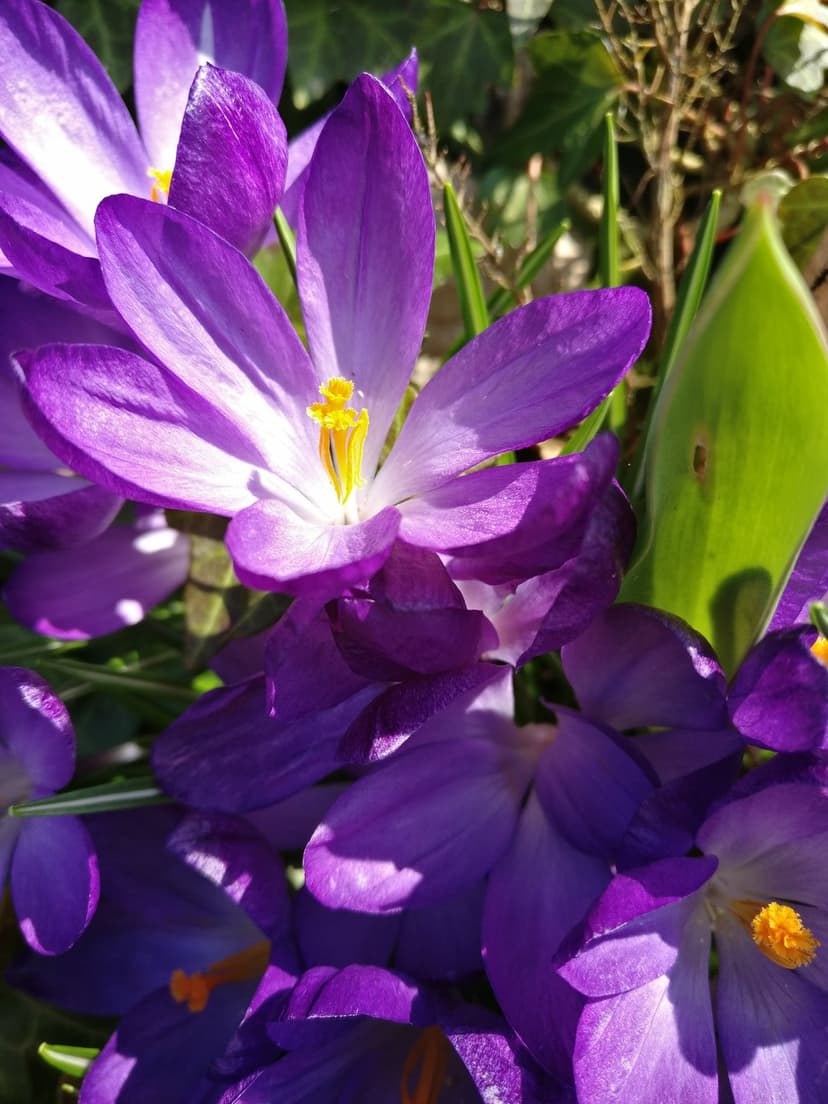 Purple crocus flowers with yellow stamens bloom amidst green leaves under soft, golden springtime sunlight.