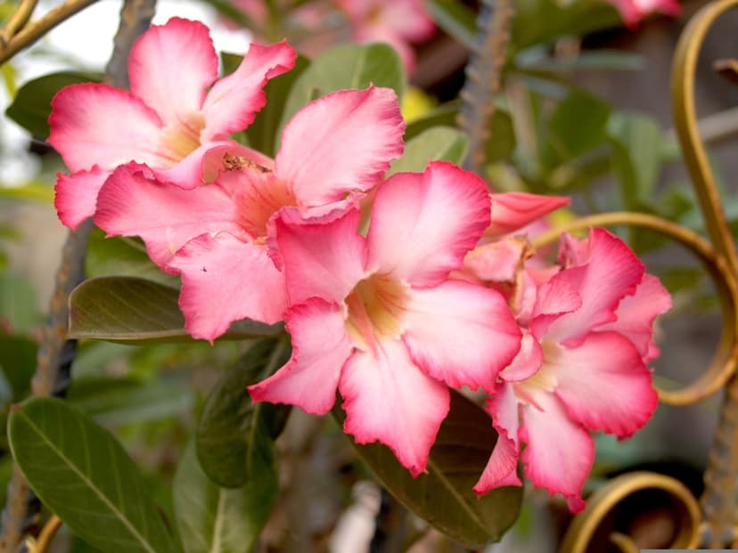 Pink desert rose flowers with dark edges cluster near green leaves and a golden metal fence in a vertical shot.