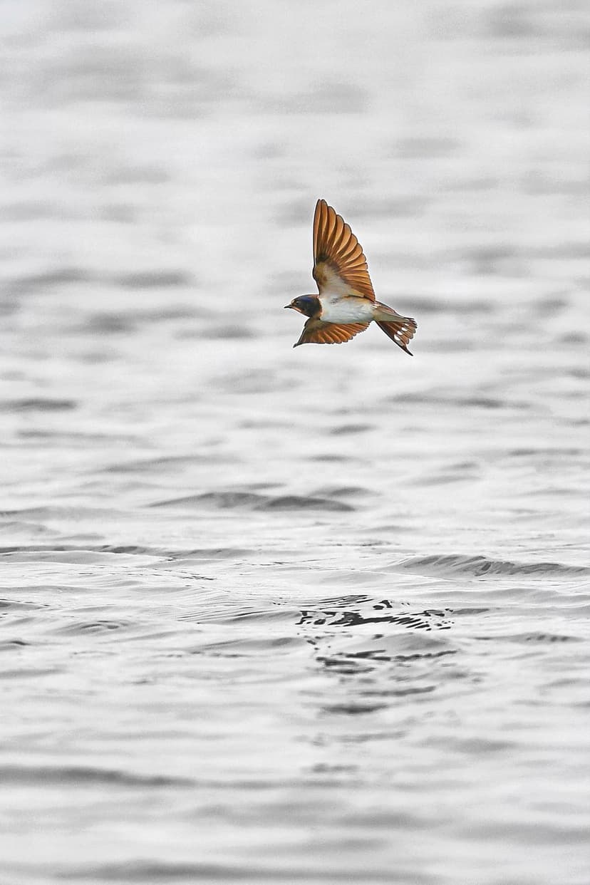 Swallow with outstretched wings flying low over textured water ripples in a black and white composition.
