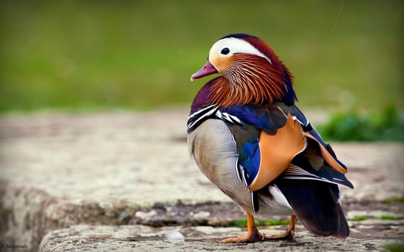 Mandarin duck with orange, blue, and purple feathers stands on a grey stone against a blurred green background.