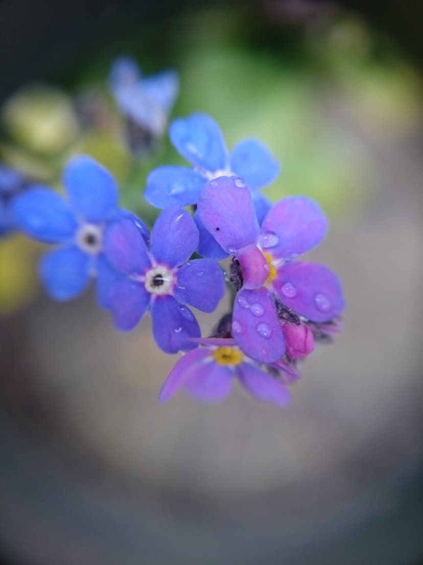 Forget-me-not petals in blue and purple shades carry small water droplets against a blurred green background.
