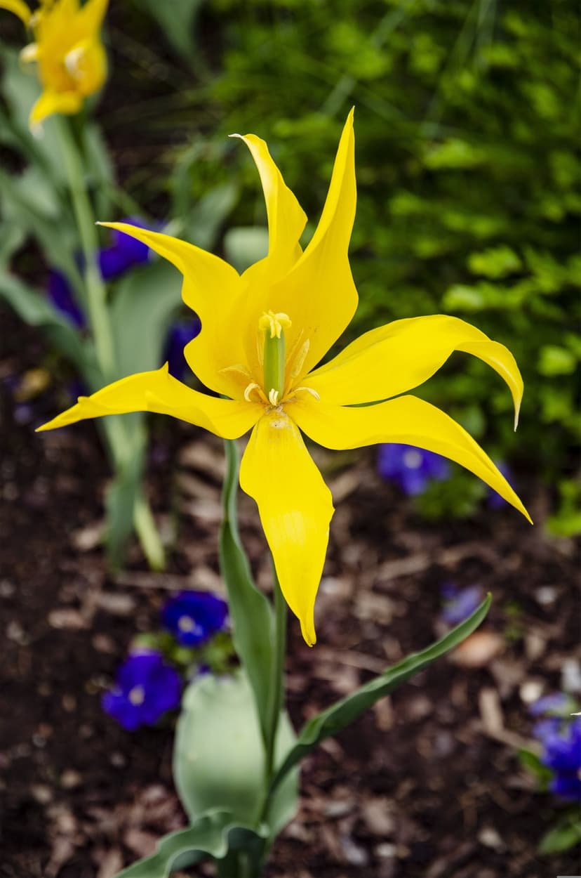 Yellow tulip with pointed petals showcases delicate stamens against a blurred green garden background with pansies.