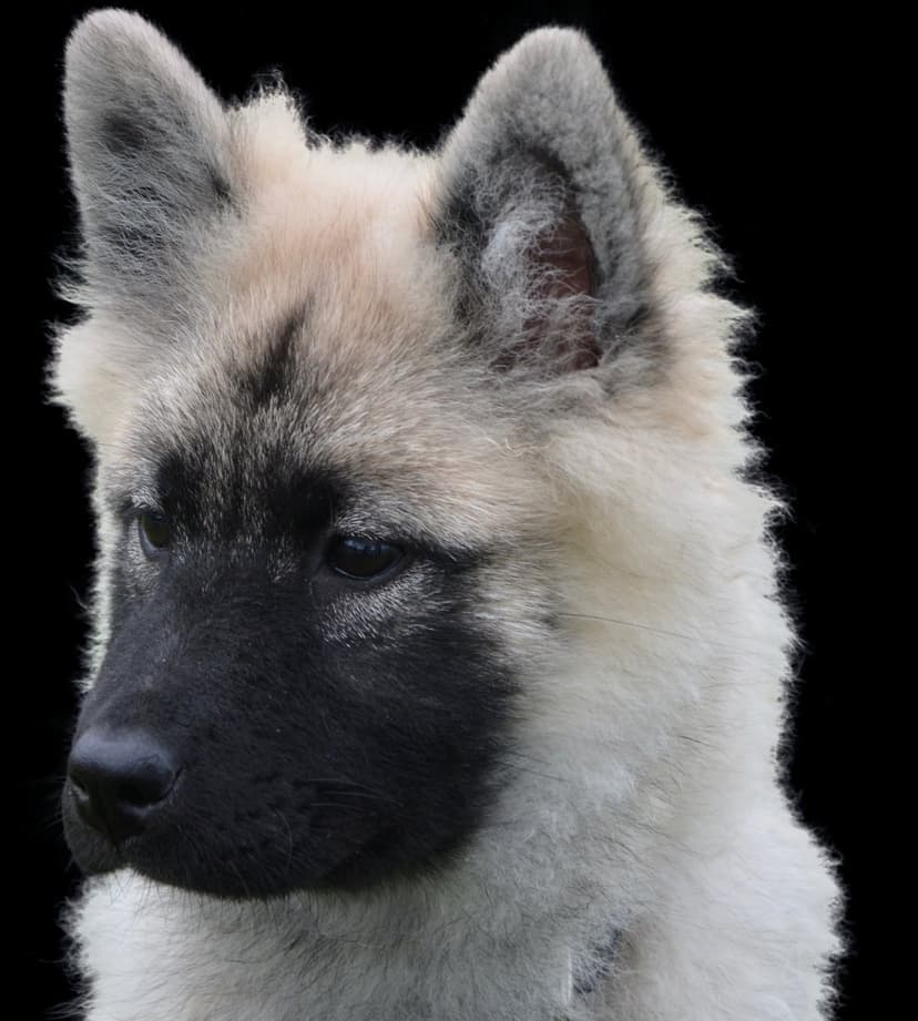 Akita Inu puppy with a black facial mask and cream fur gazes forward against a solid dark background.