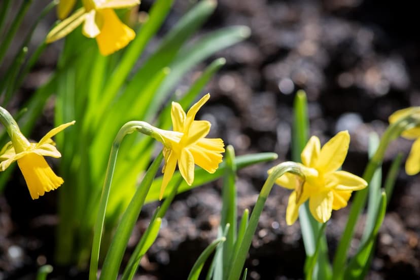 Yellow daffodils with delicate petals glow in soft sunlight amidst blurred green leaves in a vertical view.