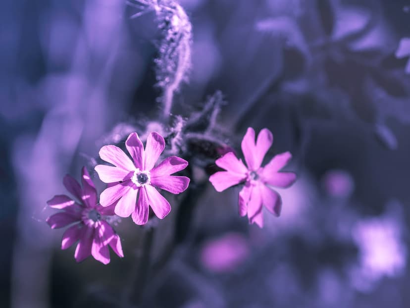 Purple flowers with vibrant magenta petals and dark centers appear in a dreamy soft-focus macro composition.