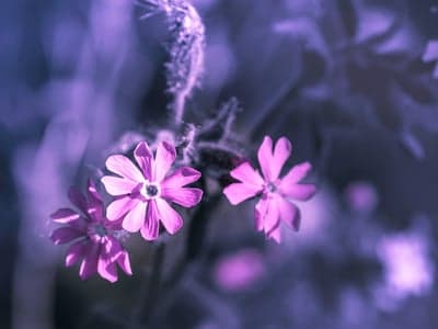 Close-up of purple flowers in soft focus