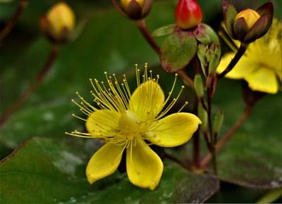 Vibrant Yellow St. John's Wort Flower Mobile Wallpaper