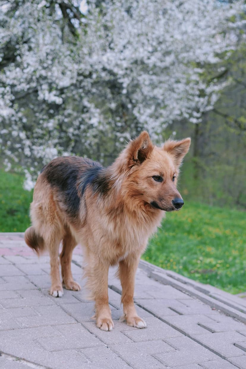 Fluffy brown dog with black markings stands on a paved path beneath a canopy of white spring tree blossoms.