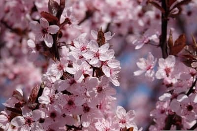 Sunlit Sakura Cherry Blossoms Vertical Phone Wallpaper