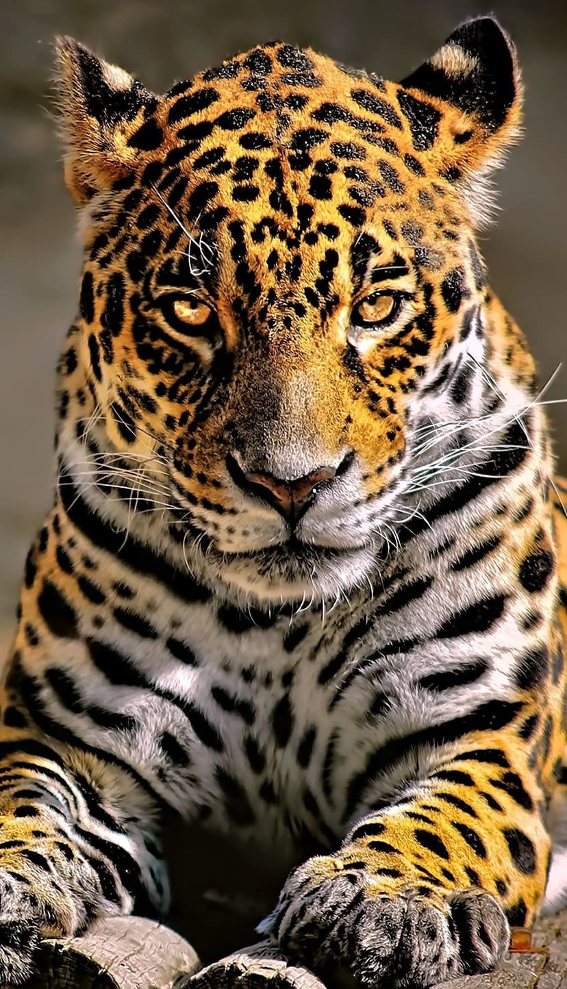 Jaguar face close-up showing golden eyes, rosette-patterned fur, and white whiskers in sharp macro detail.
