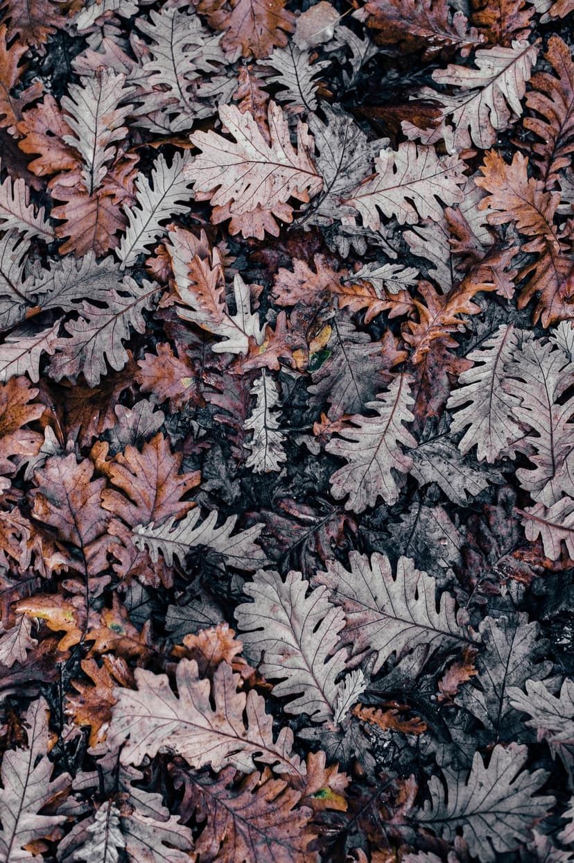 Fallen oak leaves with lobed edges in muted pink, gray, and brown tones cover a dark, damp forest floor.