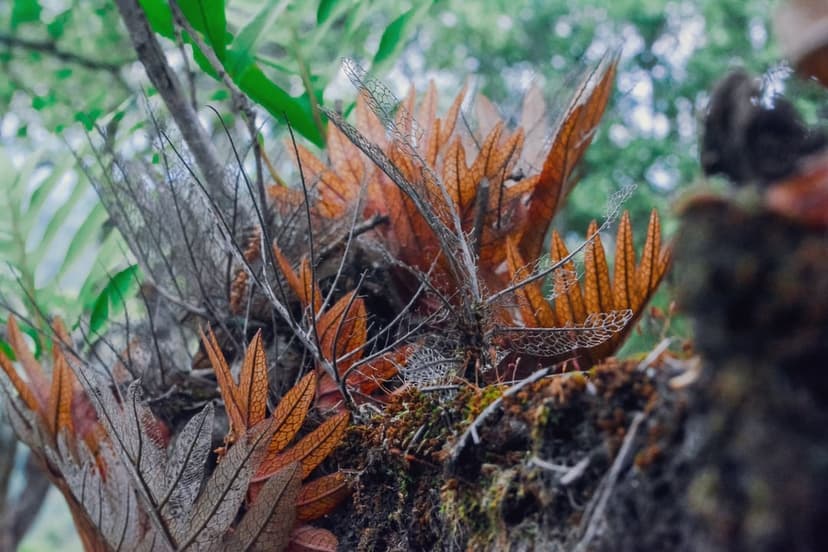 Bronze Dryopteris ferns with detailed fronds grow on a thick layer of green moss covering a rustic tree trunk.