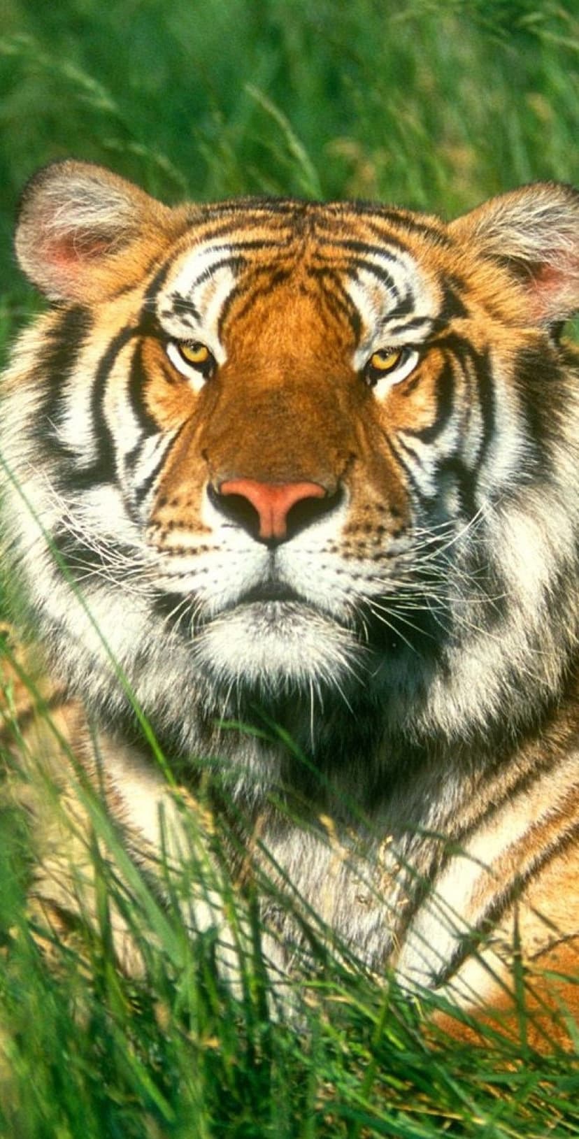 Bengal tiger with intense yellow eyes peers through green grass, showcasing detailed orange and black striped fur.
