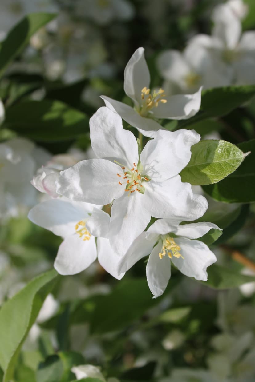 White crabapple blossoms with yellow stamens glow under bright sunlight against a soft green blurred background.
