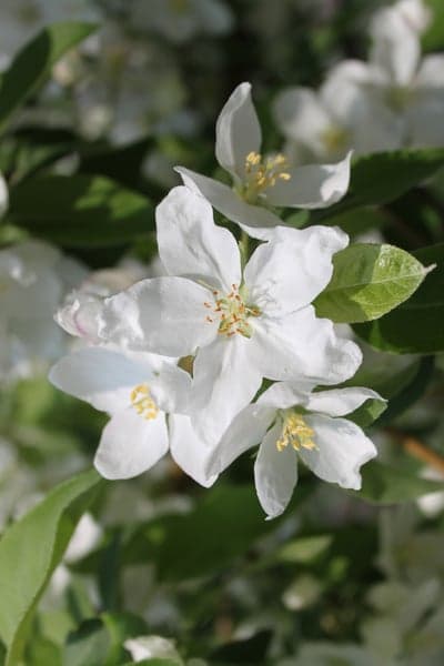 White Crabapple Blossoms in Spring Sunlight